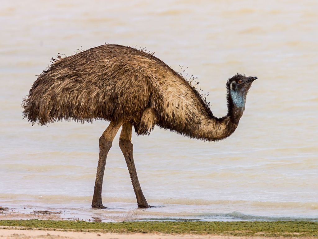 Dromaius Novaehollandiae A Comprehensive Guide To The Emu s Biology 