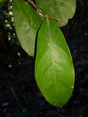Stephanopodium costaricense