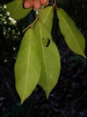 Image of Stephanopodium costaricense