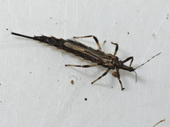 Idolothrips spectrum