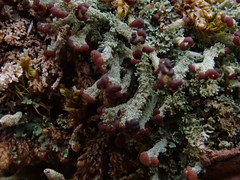 Cladonia parasitica