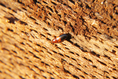 Corticeus bicolor