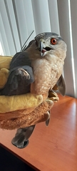 Accipiter cooperii