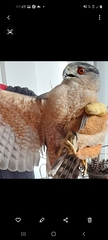 Accipiter cooperii