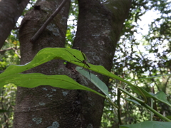 Trichonephila clavipes