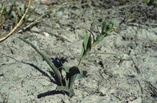 Image of Ornithoglossum viride by (c) Tom Lloyd Evans, some rights reserved (CC BY-SA)