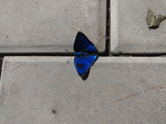 Parrhasius polibetes