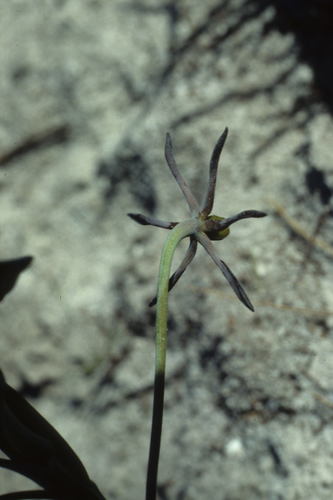 Image of Ornithoglossum viride by (c) Tom Lloyd Evans, some rights reserved (CC BY-SA)