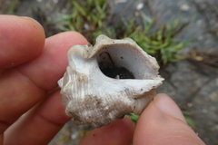 Gastropoda