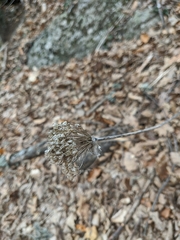 Allium decipiens quercetorum