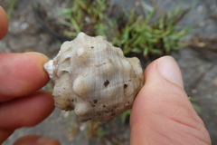 Gastropoda