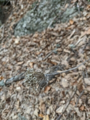 Allium decipiens quercetorum