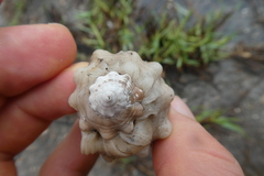 Gastropoda