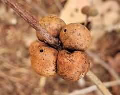 Disholcaspis quercusglobulus