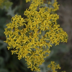 Senecio atratus
