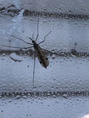 Cramptonomyia spenceri