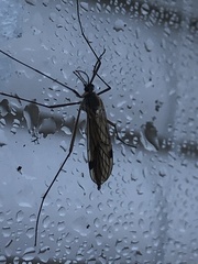 Cramptonomyia spenceri