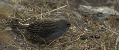 Rhopospina alaudina