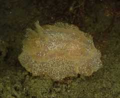 Goniodoris