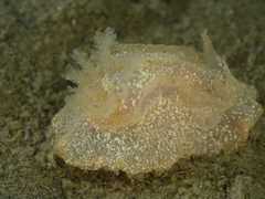 Goniodoris