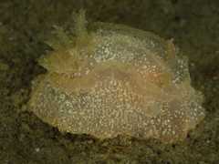 Goniodoris