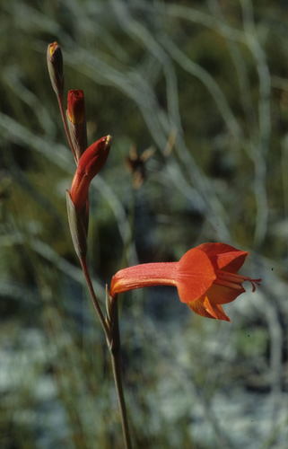 Image of Gladiolus merianellus by (c) Tom Lloyd Evans, some rights reserved (CC BY-SA)