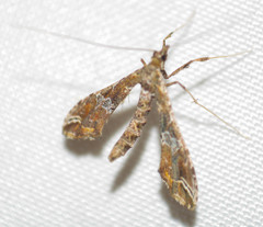Lineodini