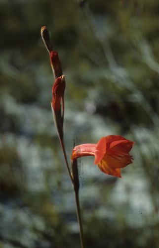 Image of Gladiolus merianellus by (c) Tom Lloyd Evans, some rights reserved (CC BY-SA)
