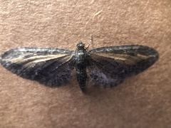 Eupithecia gilvipennata