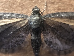 Eupithecia gilvipennata