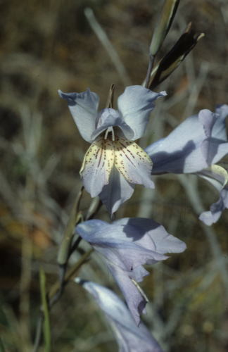 Image of Gladiolus merianellus by (c) Tom Lloyd Evans, some rights reserved (CC BY-SA)