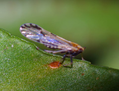 Peregrinus maidis
