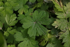 Geranium pusillum