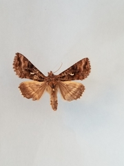 Autographa buraetica