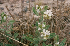 Astragalus garbancillo