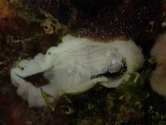 Goniodoris