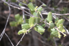 Rhamnus pilosa