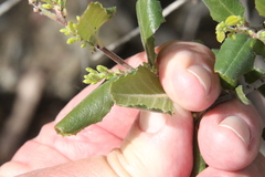 Rhamnus pilosa