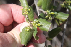 Rhamnus pilosa