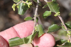 Rhamnus pilosa