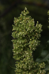 Rumex confertus