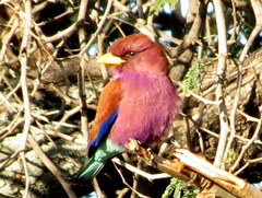 Eurystomus glaucurus suahelicus