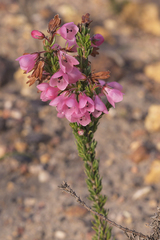 Erica elimensis