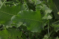 Rumex confertus