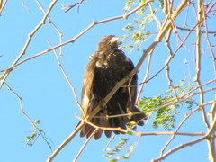 Bubalornis niger niger