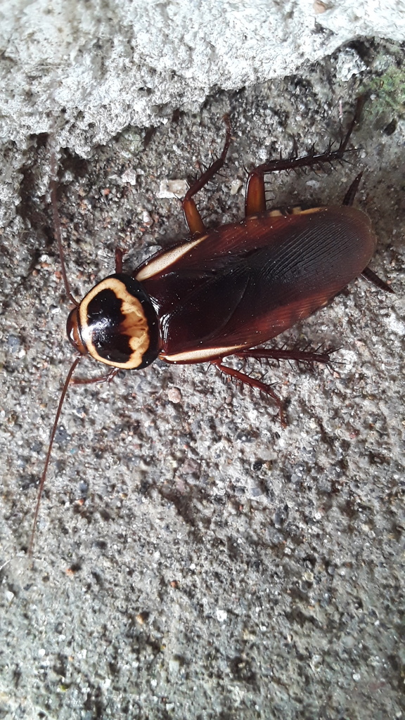 Australian Cockroach from San Agustín, Huila, Columbia on March 18 ...