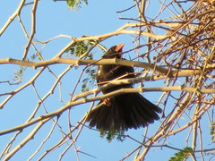Bubalornis niger niger