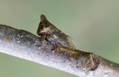 Platycotis
