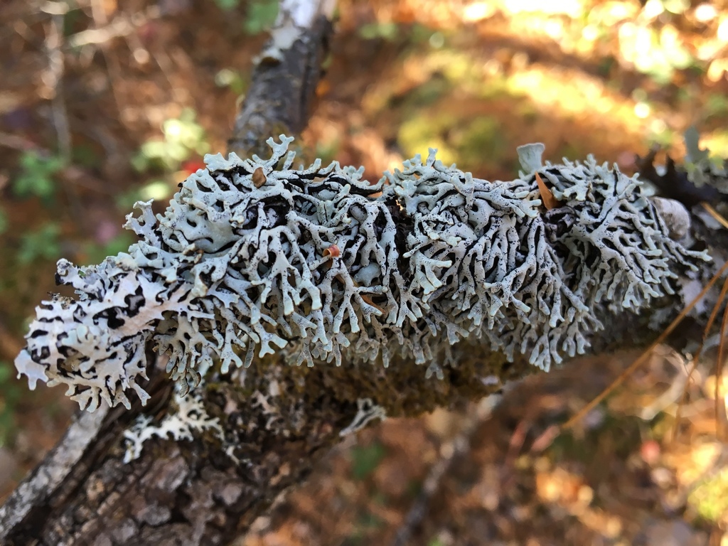 Freckled Tube Lichen