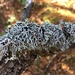 Freckled Tube Lichen - Photo (c) Ian Bryson, some rights reserved (CC BY-NC), uploaded by Ian Bryson